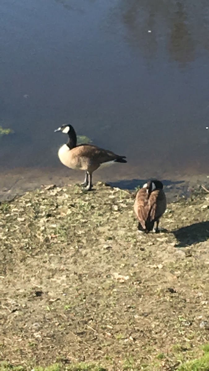 Canada Goose