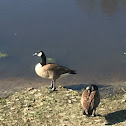 Canada Goose