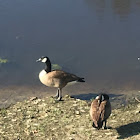 Canada Goose