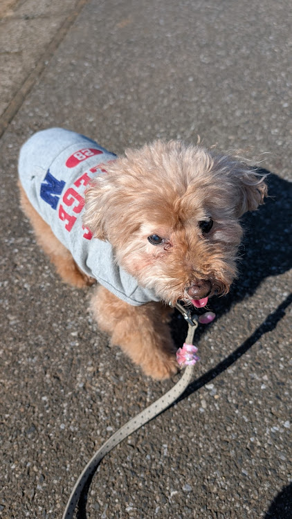 バモスホビオのママ･ヘルニア手術・コロンちゃんとお散歩🐶・ウーバーイーツでいいんじゃな〜い❤・モスバーガー・ダブルアボカドバーガーに関するカスタム事例の投稿画像3枚目