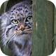 Download Pallas Cat. Animal Wallpaper For PC Windows and Mac 1.0