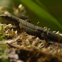 Viviparous lizard