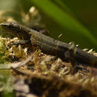 Viviparous lizard