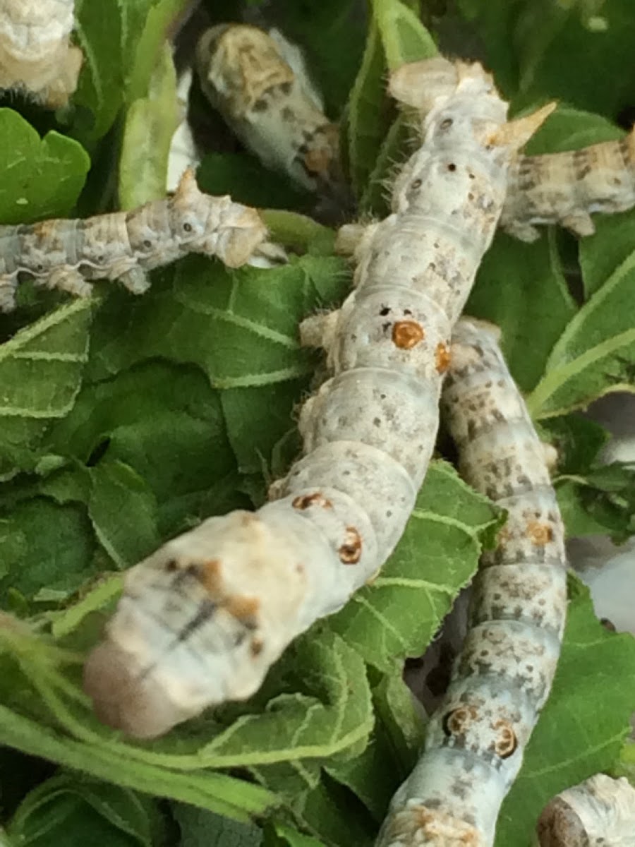 Silkworm