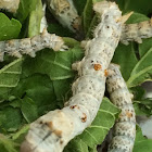 Silkworm