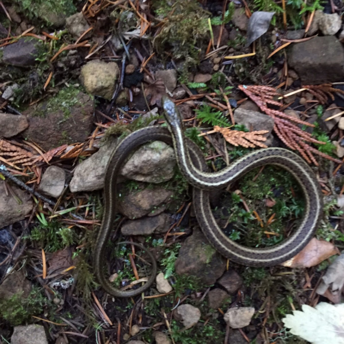 Wandering Garter Snake