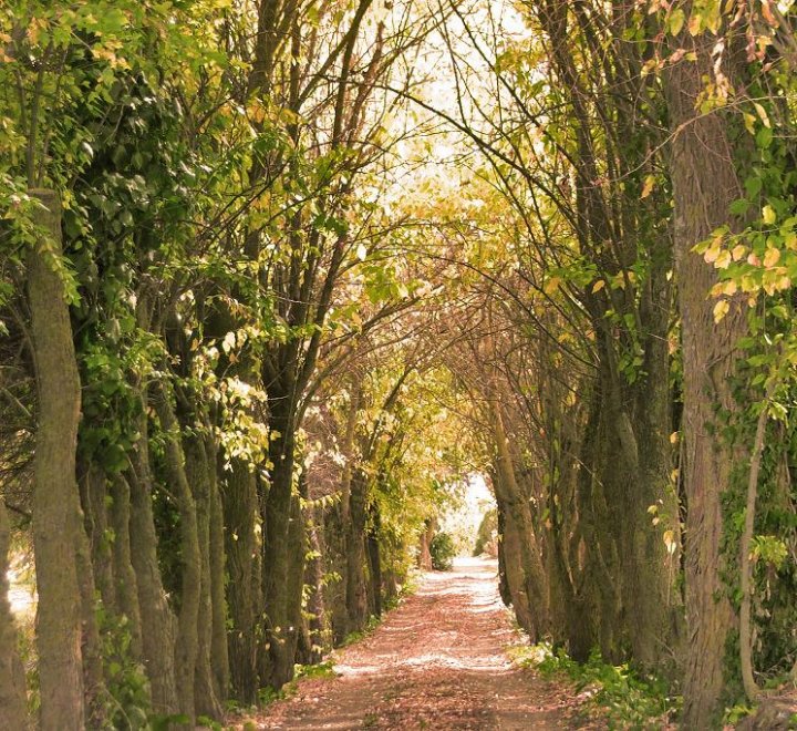 Il viale degli alberi di Antony