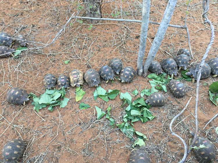 Rescued endangered radiated tortoise are seen feeding in Ifaty, Madagascar April 27, 2018. Picture taken April 27, 2018.