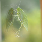 Angle-wing Katydid