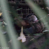 Ringed Teal