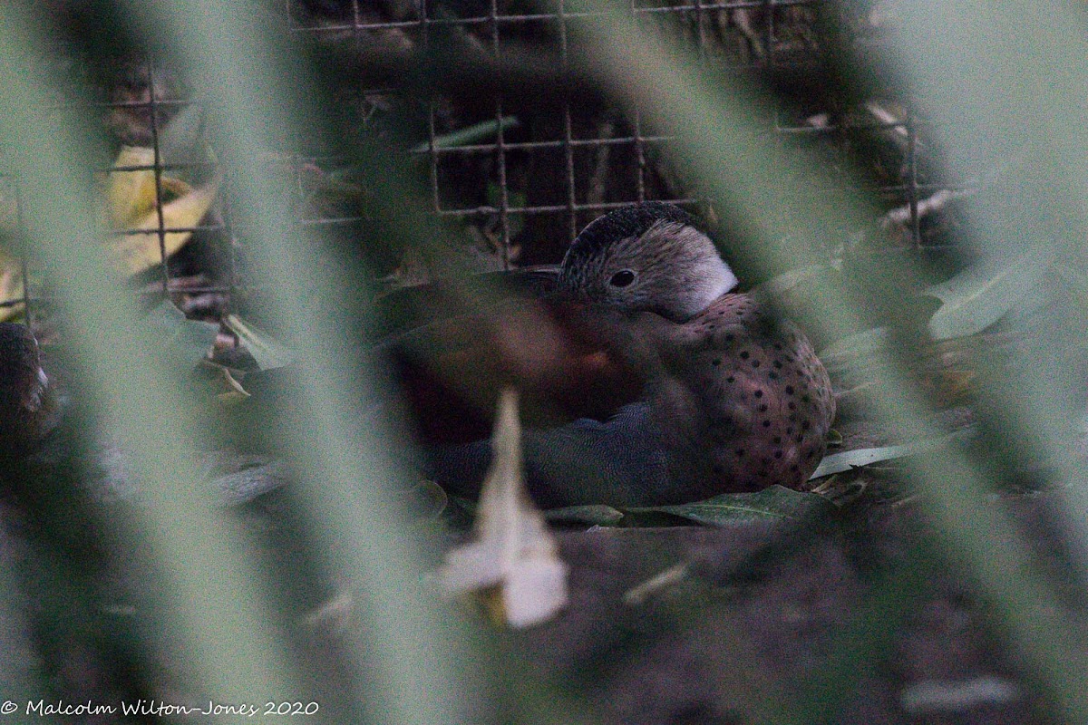 Ringed Teal