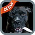 Staffordshire Bull Terrier icon