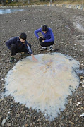 The new species, 1.5 metres across and nicknamed 