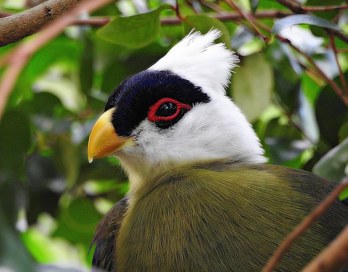 White- crested Turaco