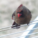 Northern Cardinal (Female)