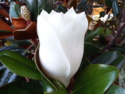 Southern Magnolia