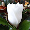 Southern Magnolia