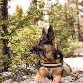 Big Ears by Mikahla Dorey - Animals - Dogs Portraits