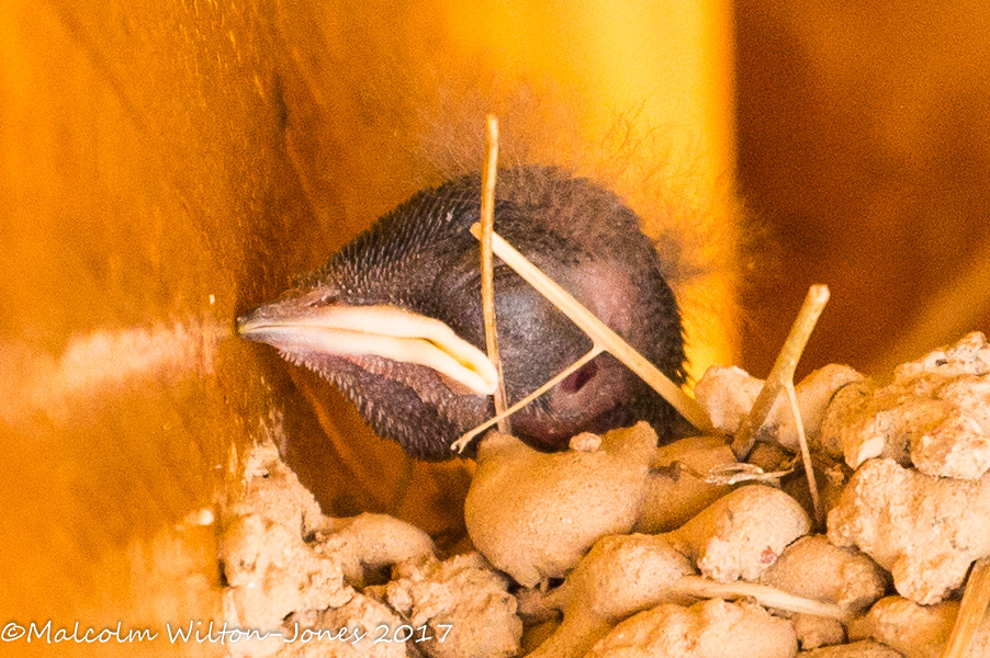 Barn Swallow; Golondrina Común