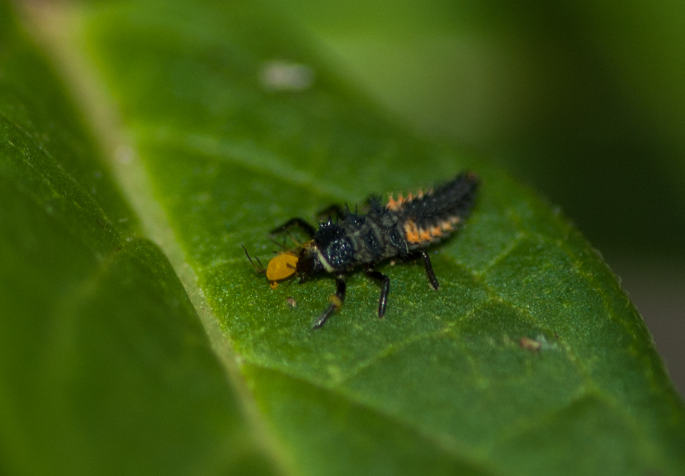 Nymph - Asian Multicolored Lady Beetle