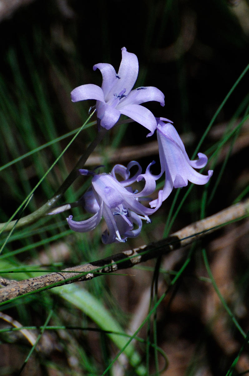 Spanish Bluebell; Jacinto de los Bosques