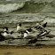 Sandwich Tern