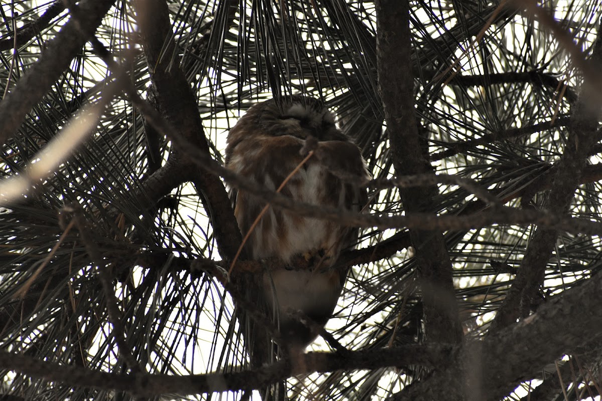 Saw-whet Owl