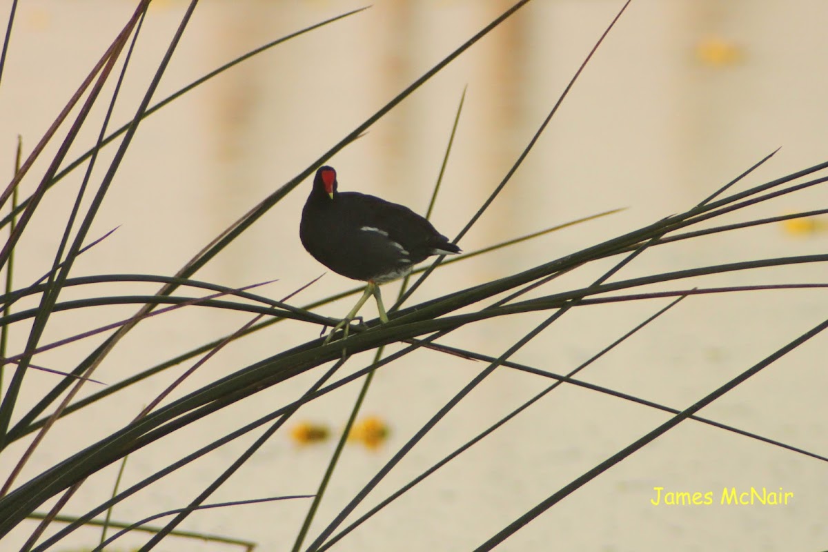 Common Gallinule