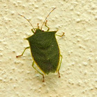 Green Stink bug