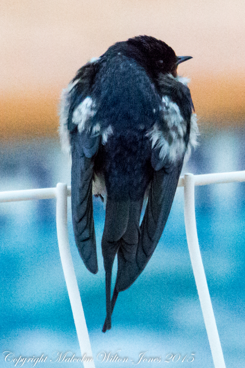 Barn Swallow; Golondrina Común