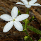 Bull Nettle