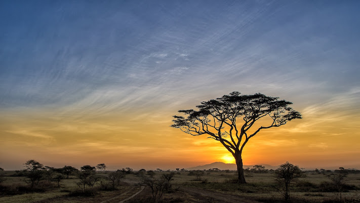 Alba in savana di Mauro Rossi