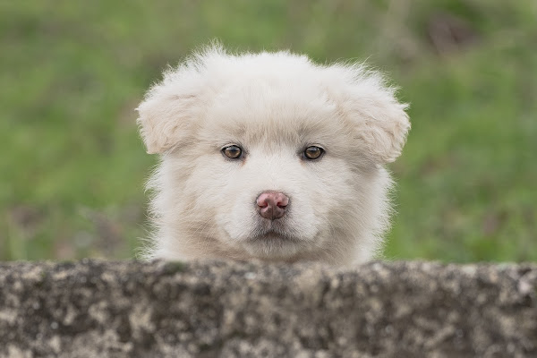 Fluffy di Cosimo di Pierro