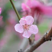 Ciliegio in fiore di 