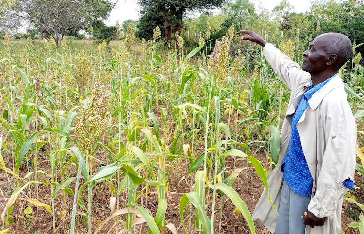 Farmer, Sivu Muvengei in his Sorghum farm at Kamuwongo areaof Kyuso in Kitui county last Jaunury. He was assured a a good yield despite the depressed October-December rain.