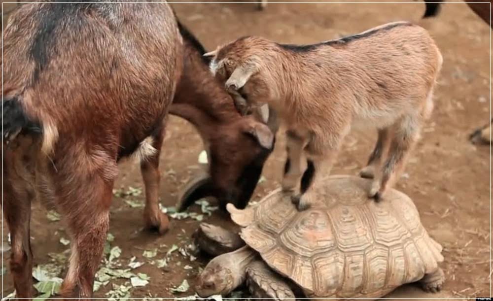 Projeto Isabela: Cabras traindo cabras nas ilhas Galápagos