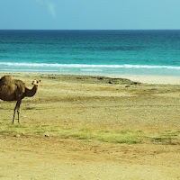 Oman's beach di Francesca Malavasi