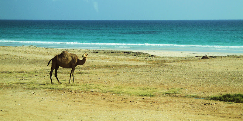 Oman's beach di Francesca Malavasi