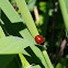 Spotless Ladybird Beetle