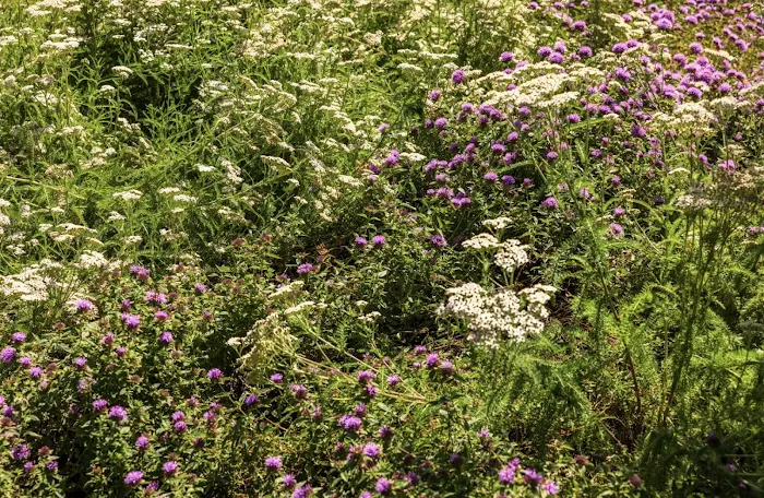 Yarrow and Coyote Mint at Gradient Canopy