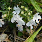 Winter savory (ορεινό θρούμπι)