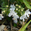 Winter savory (ορεινό θρούμπι)