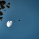 Birds fly under the moonlight