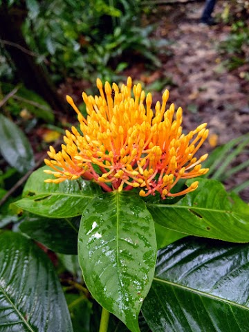 Bukit Kiara Flower