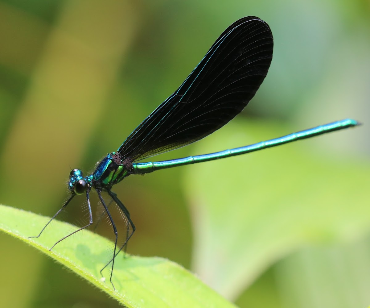 Ebony Jewelwing male