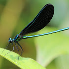 Ebony Jewelwing male