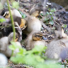 Mallard chicks