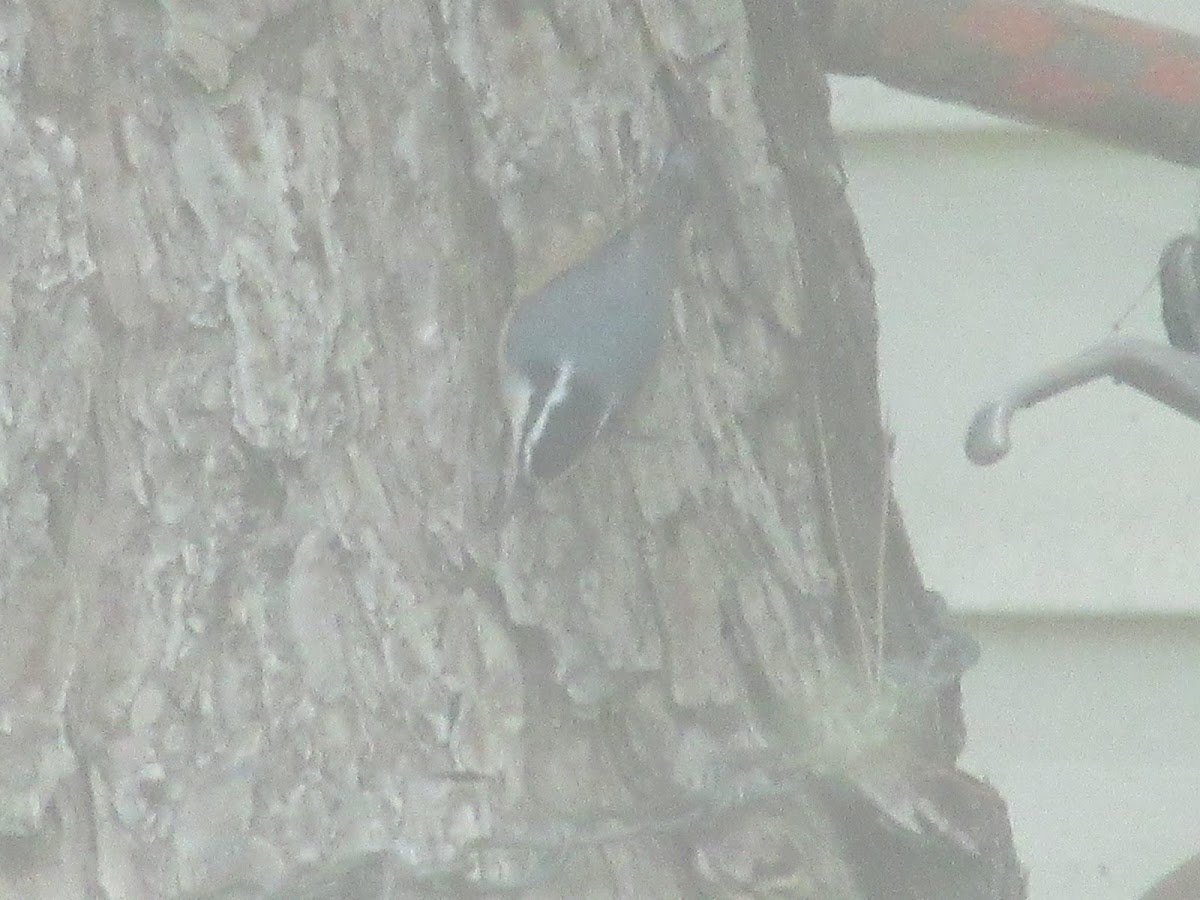 Red Breasted Nuthatch (Male)