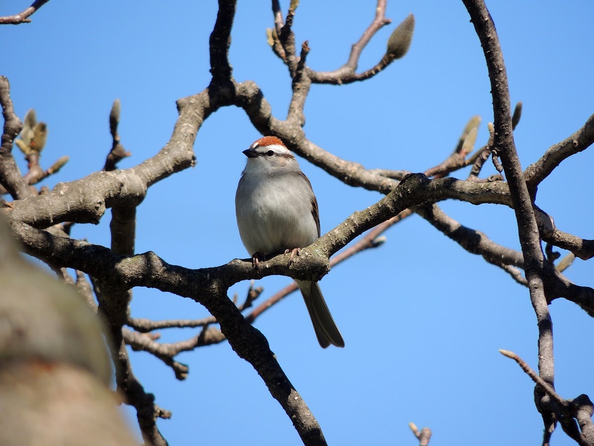 Chipping Sparrow