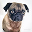 Pug Themes & New Tab